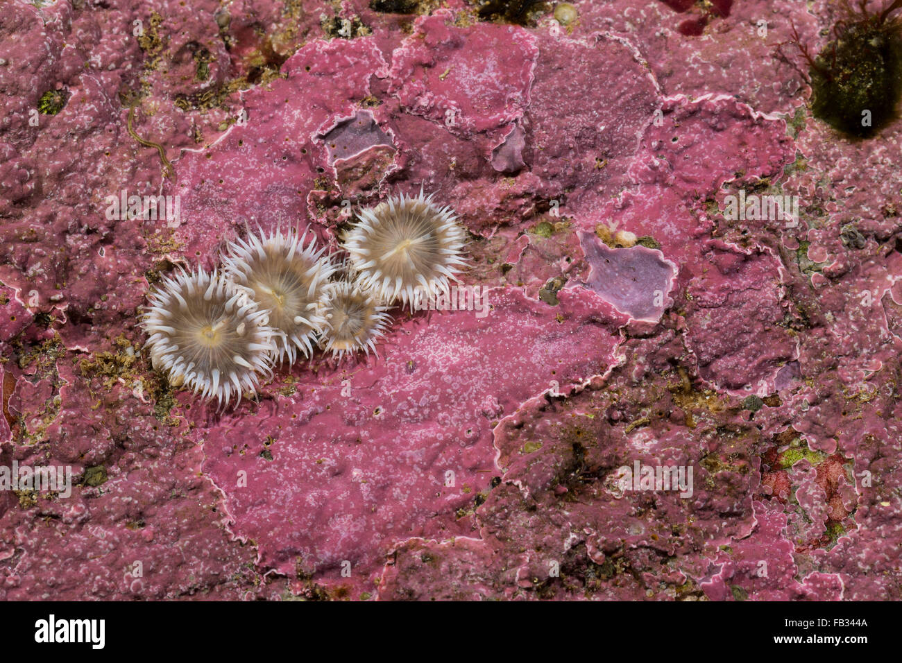 Elegant anemone, Tangrose, Sagartia elegans, Sagartia elegans var. nivea, Actinia elegans, sagartie de vase, Seeanemone Stock Photo