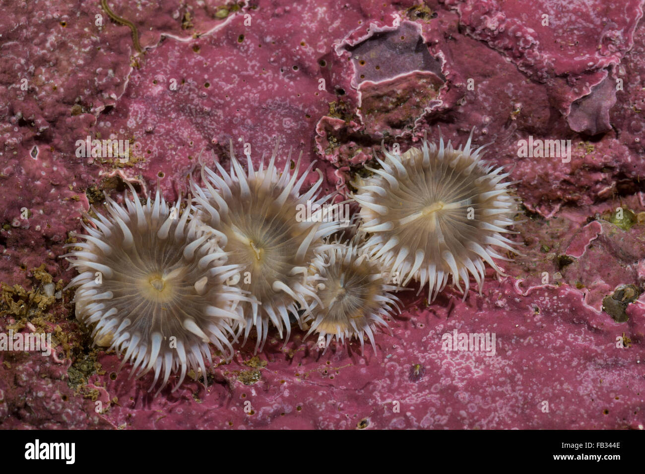 Elegant anemone, Tangrose, Sagartia elegans, Sagartia elegans var. nivea, Actinia elegans, sagartie de vase, Seeanemone Stock Photo