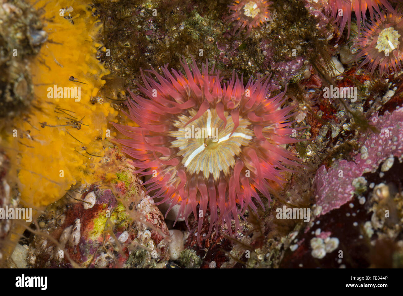 Elegant anemone, Tangrose, Sagartia elegans, Sagartia elegans var. rosea, Actinia elegans, sagartie de vase, Seeanemone Stock Photo