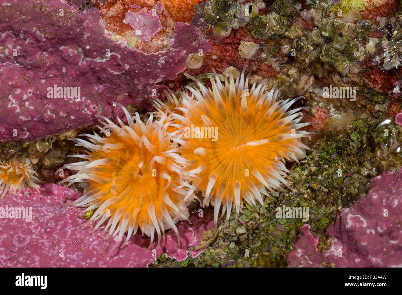 Elegant anemone, Tangrose, Sagartia elegans, Sagartia elegans var. venusta, Actinia elegans, sagartie de vase, Seeanemone Stock Photo