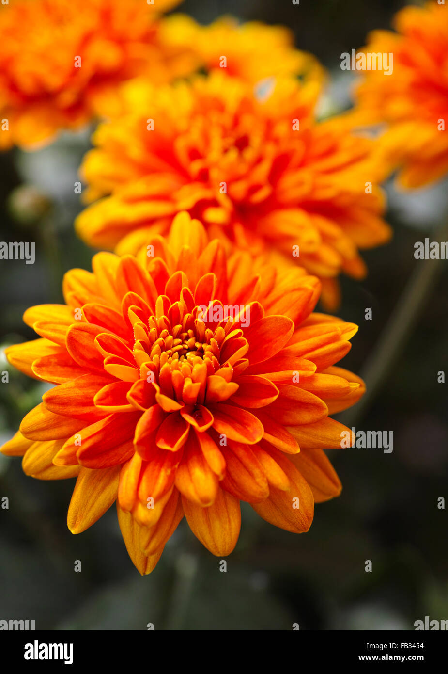 Chrysanthemum orange hi-res stock photography and images - Alamy