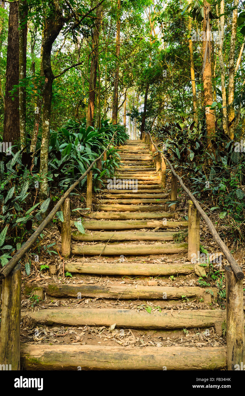 Tree forest nature staircase steps hi-res stock photography and images ...