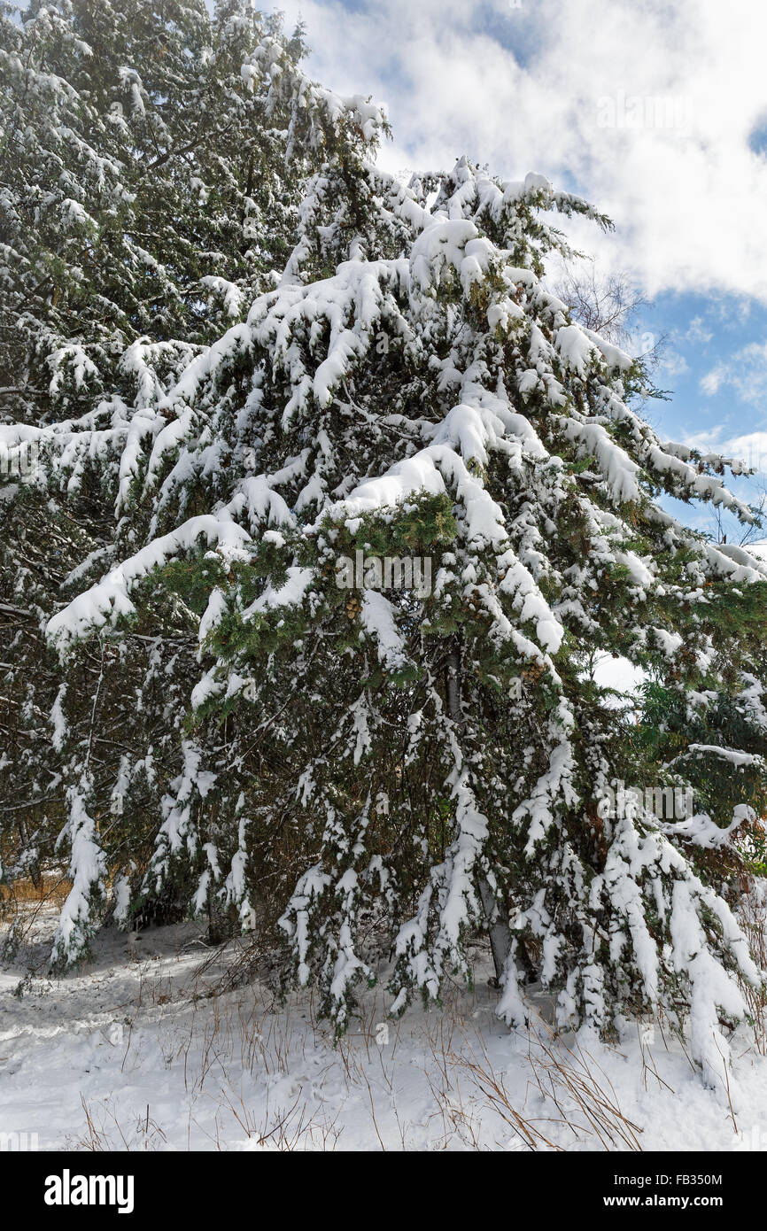 Covered snow pine hi-res stock photography and images - Alamy