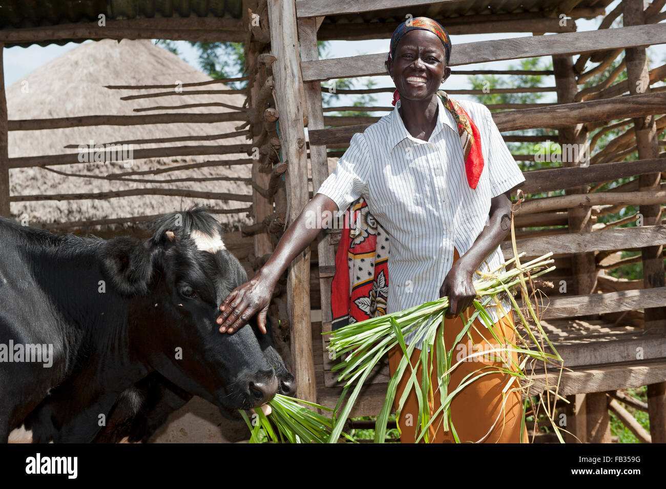 Happy looking Kenyan lady feeding her dairy cow with elephant grass
