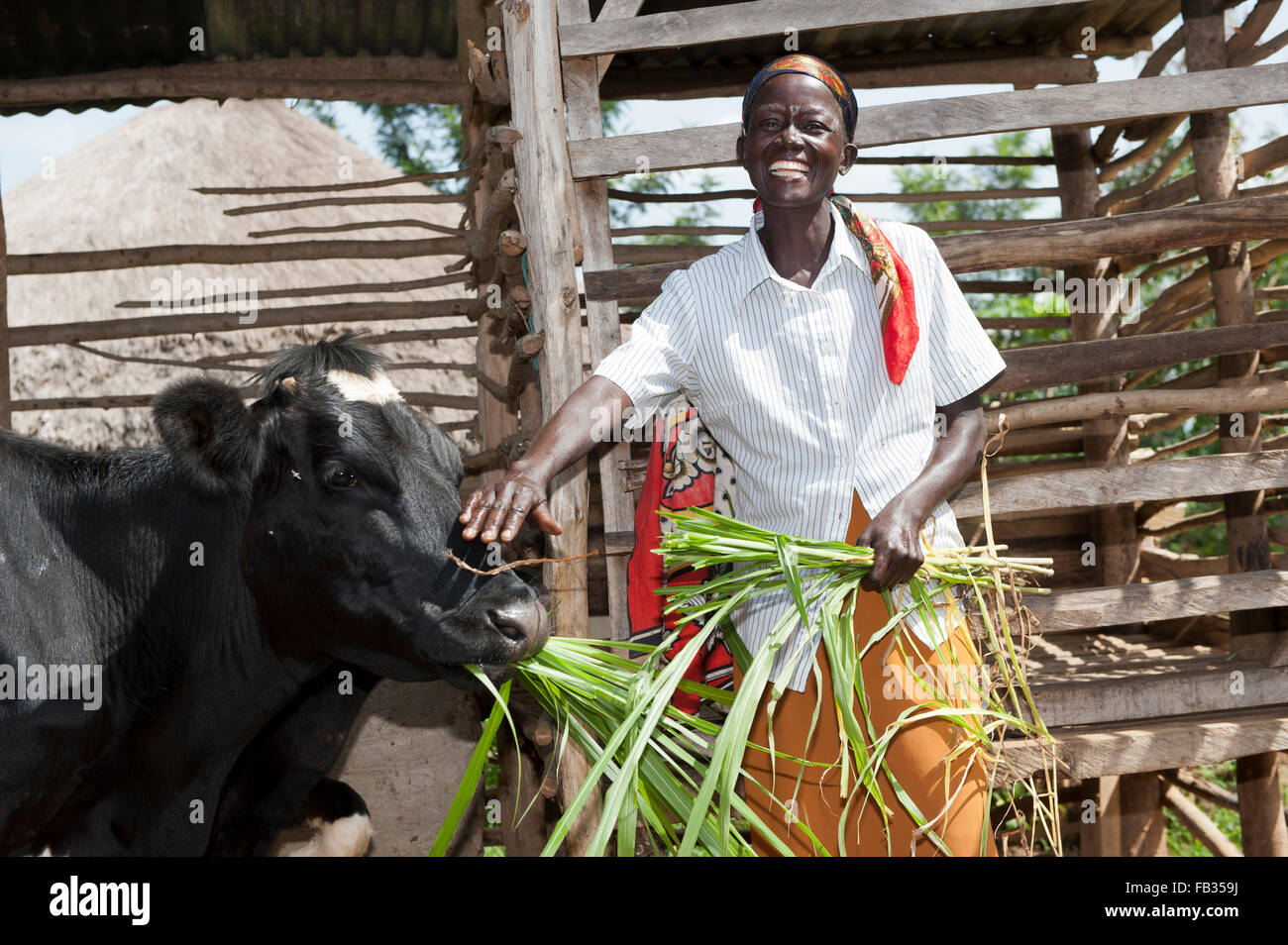 Dairy Farming In Kenya