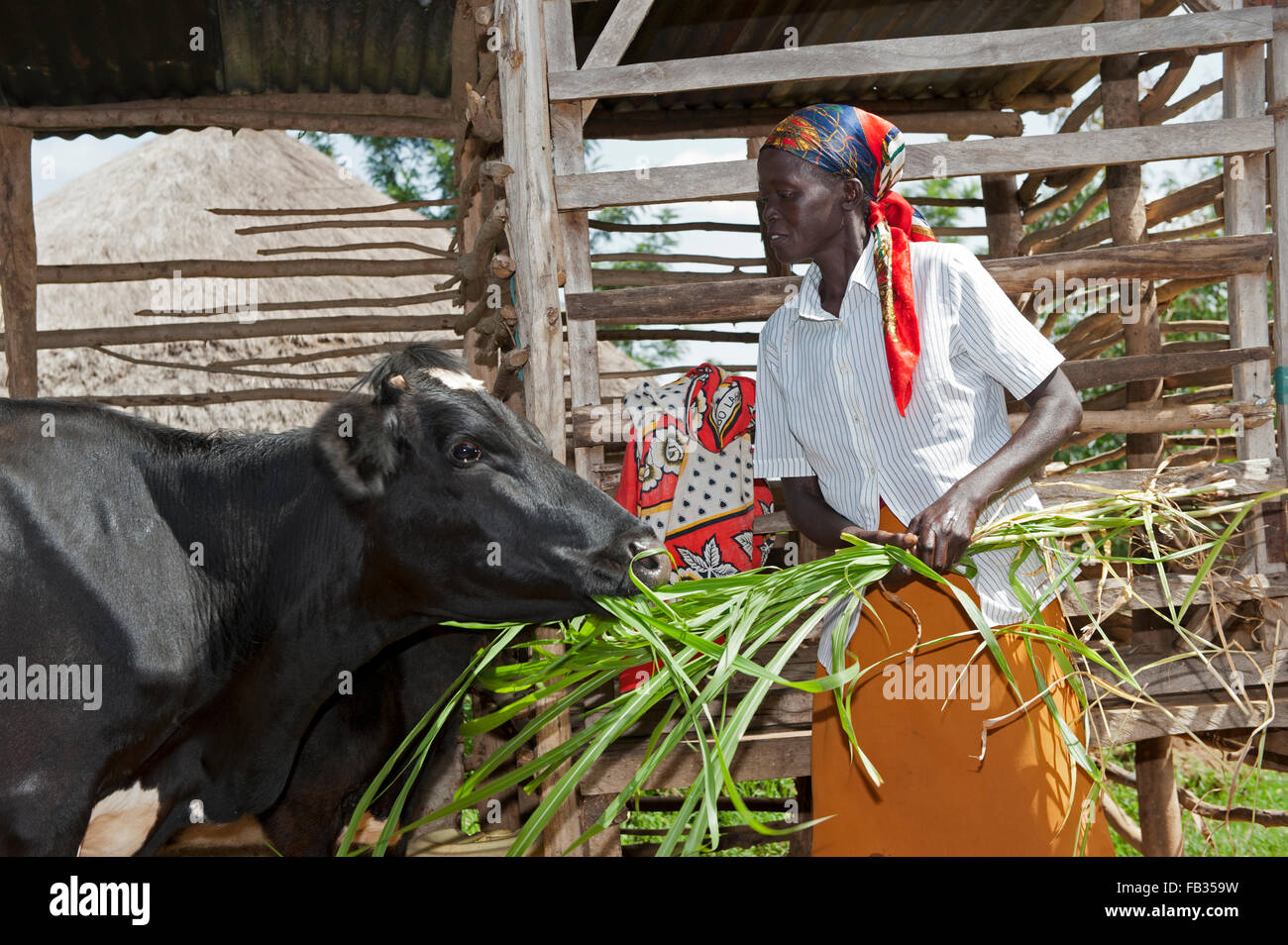 Woman Cow Farm Milking High Resolution Stock Photography and Images Alamy
