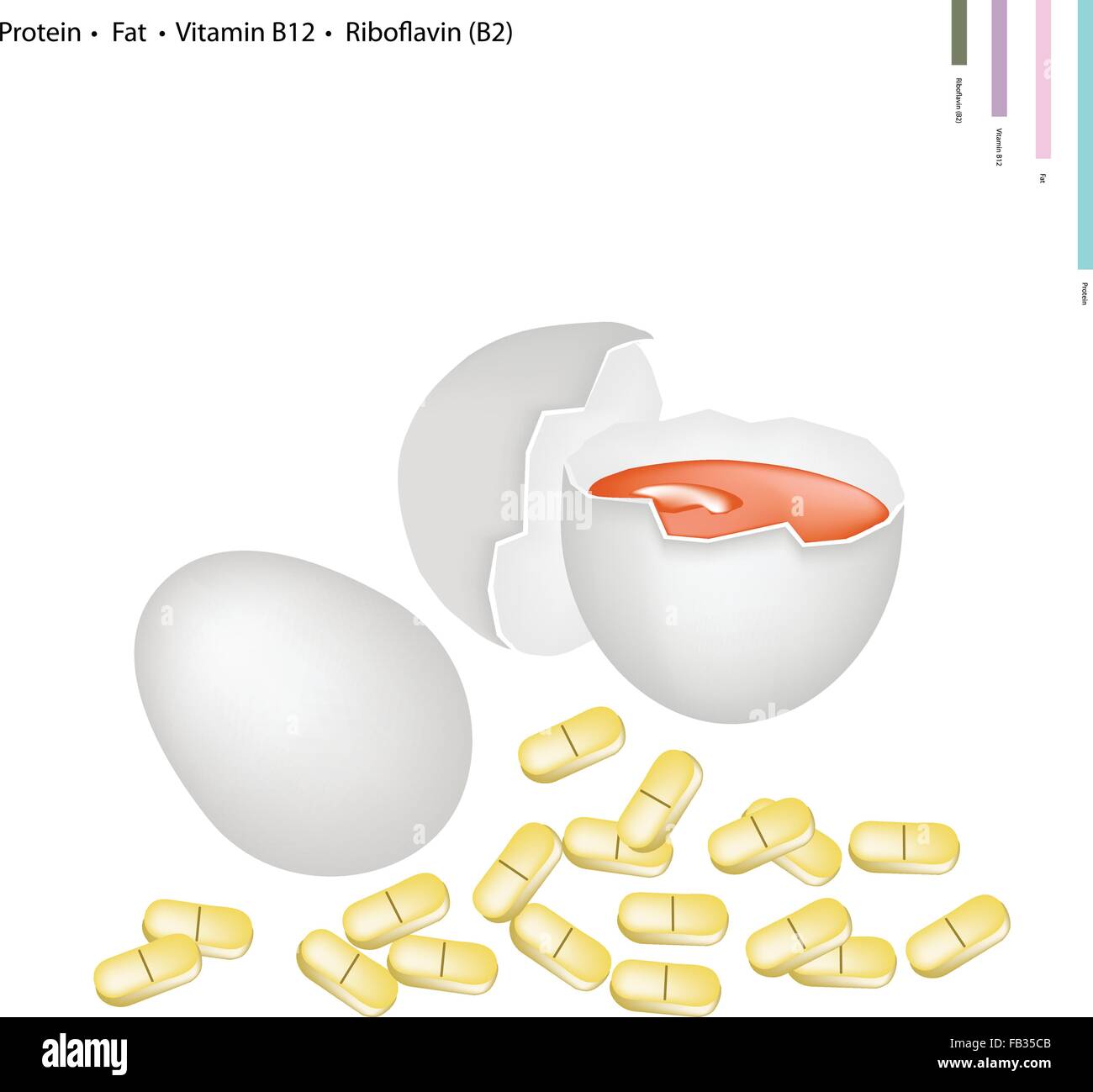 Healthcare Concept, Illustration of Fresh Egg with Protein, Fat, Vitamin B12, Riboflavin or