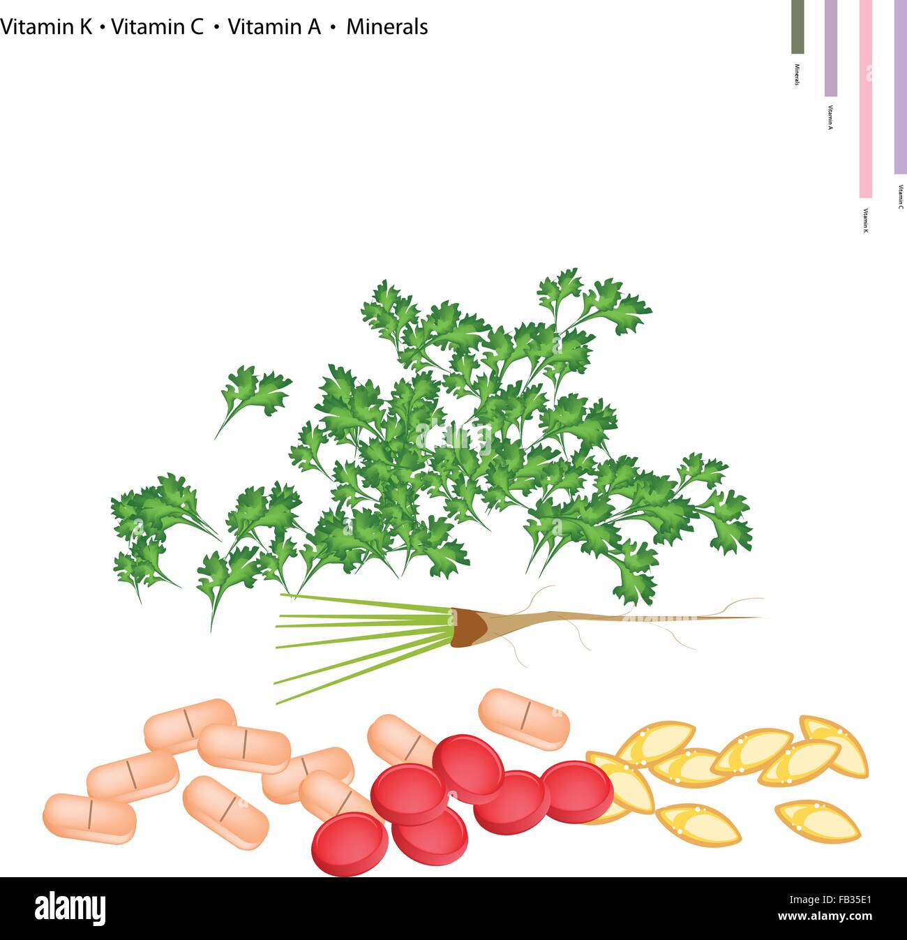 Healthcare Concept, Illustration of Coriander with Vitamin K, Vitamin C