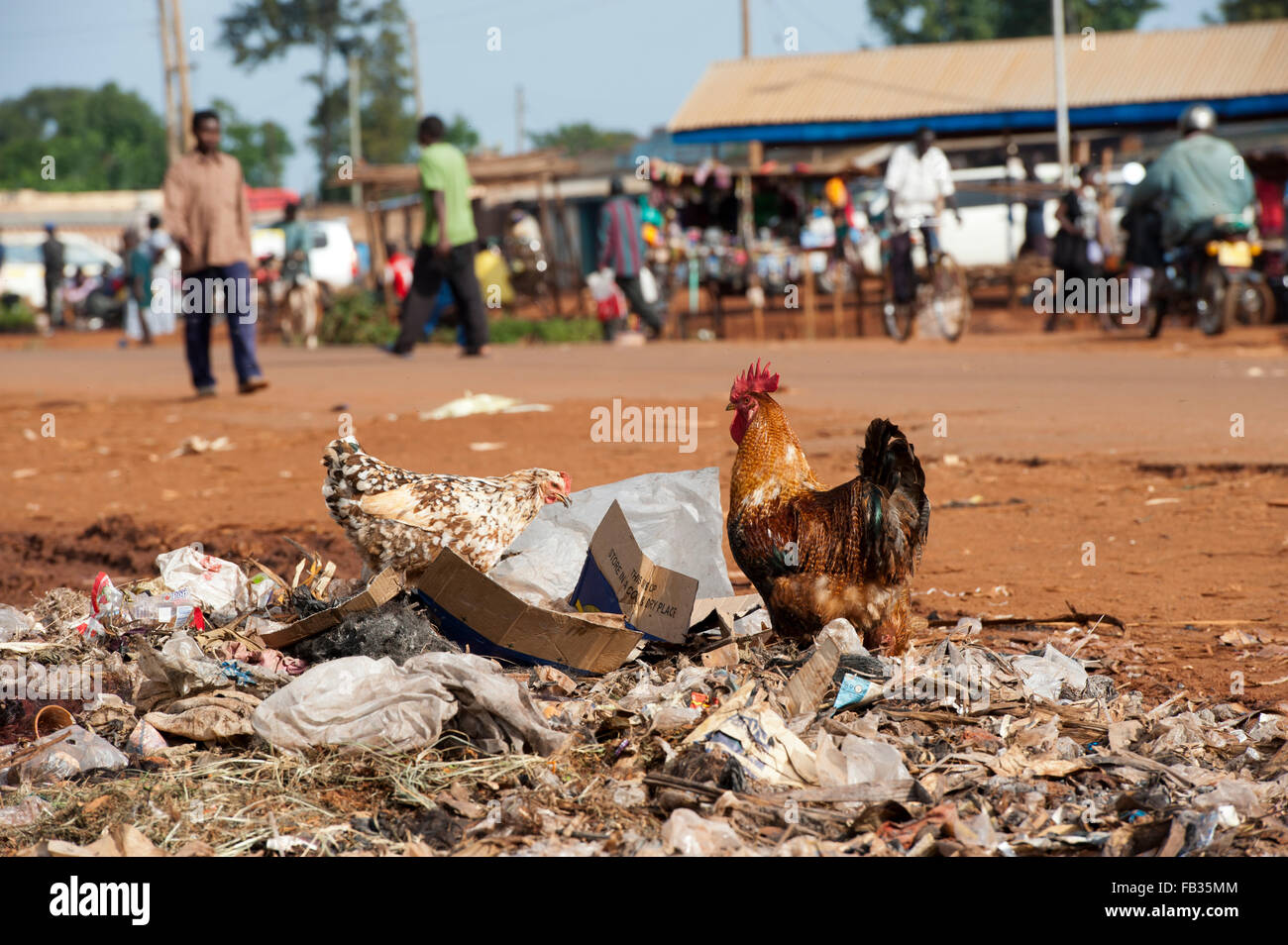 Busy border town of Bumala in Kenya, near the border with Uganda, with chickens on rubbish tip. Stock Photo