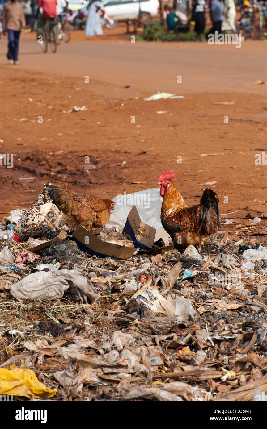 Busy border town of Bumala in Kenya, near the border with Uganda, with chickens on rubbish tip. Stock Photo
