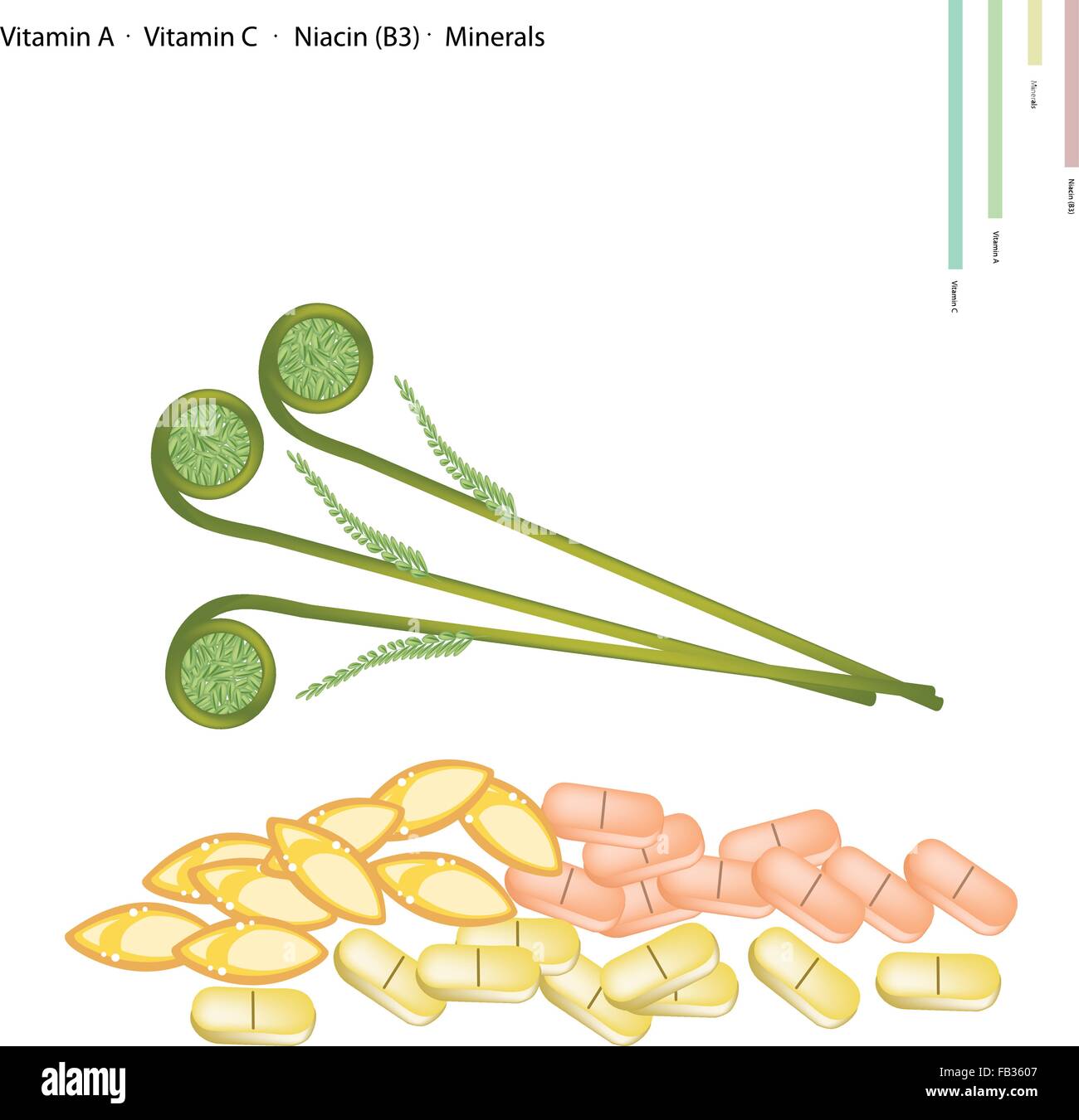Healthcare Concept, Illustration of Fiddlehead Ferns with Vitamin A, Vitamin C, Niacin or B3 and