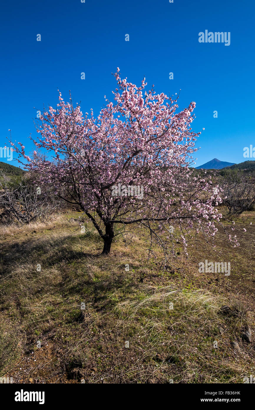 The annual flowering of the almond trees,(Prunus dulcis), is advanced ...
