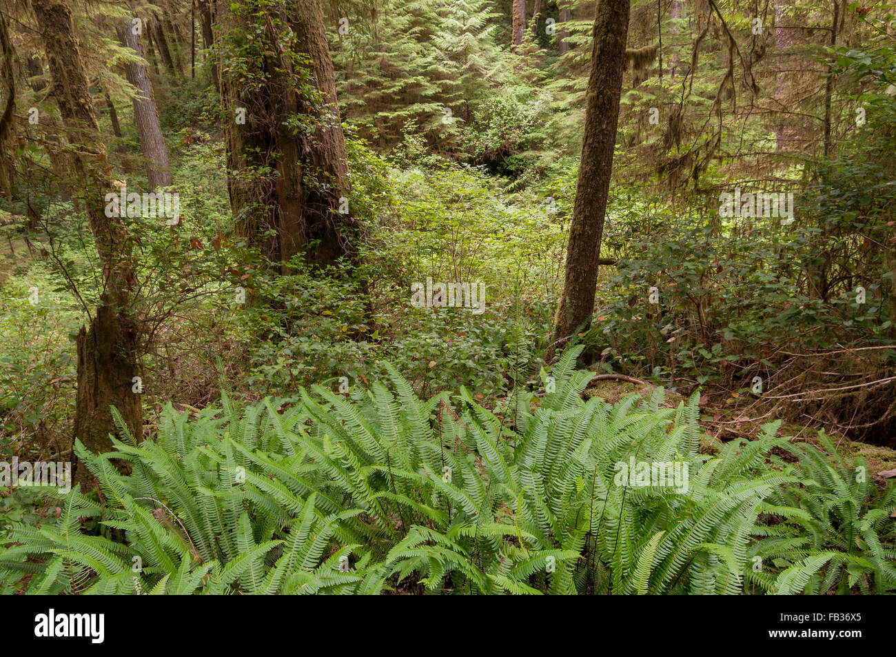 Dense vegetation on the forest floor of a rain forest in Pacific Rim
