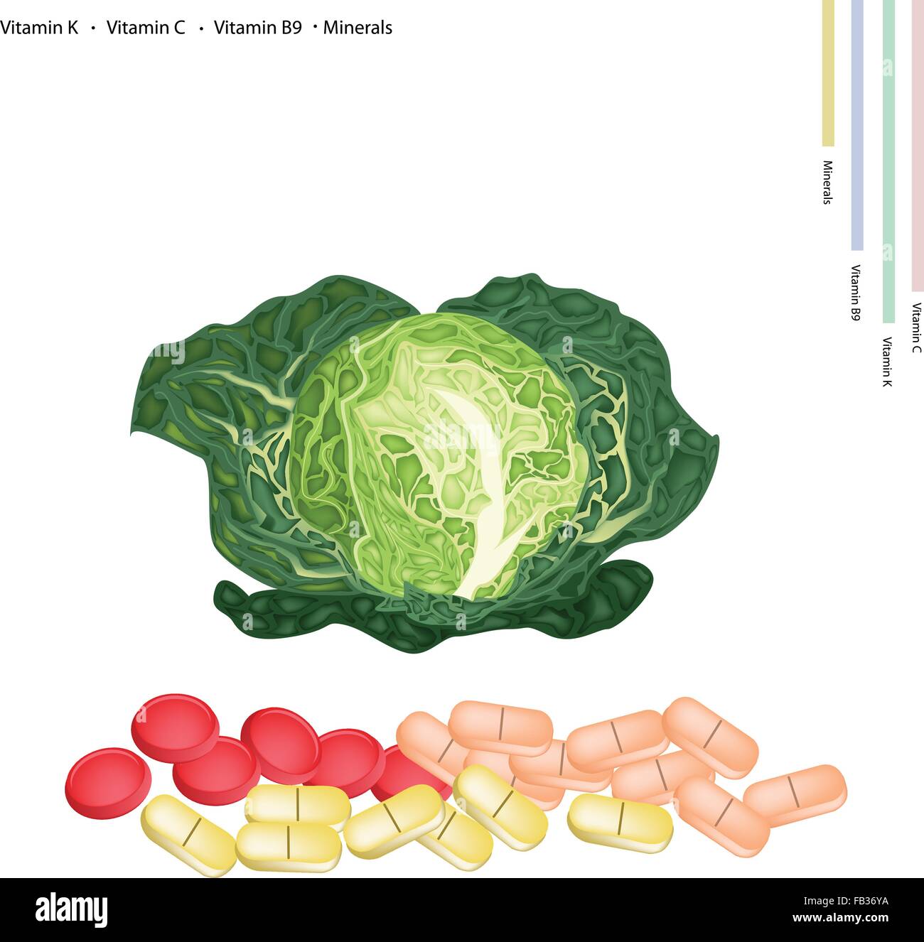Healthcare Concept, Illustration of Fresh Savoy Cabbage with Vitamin K