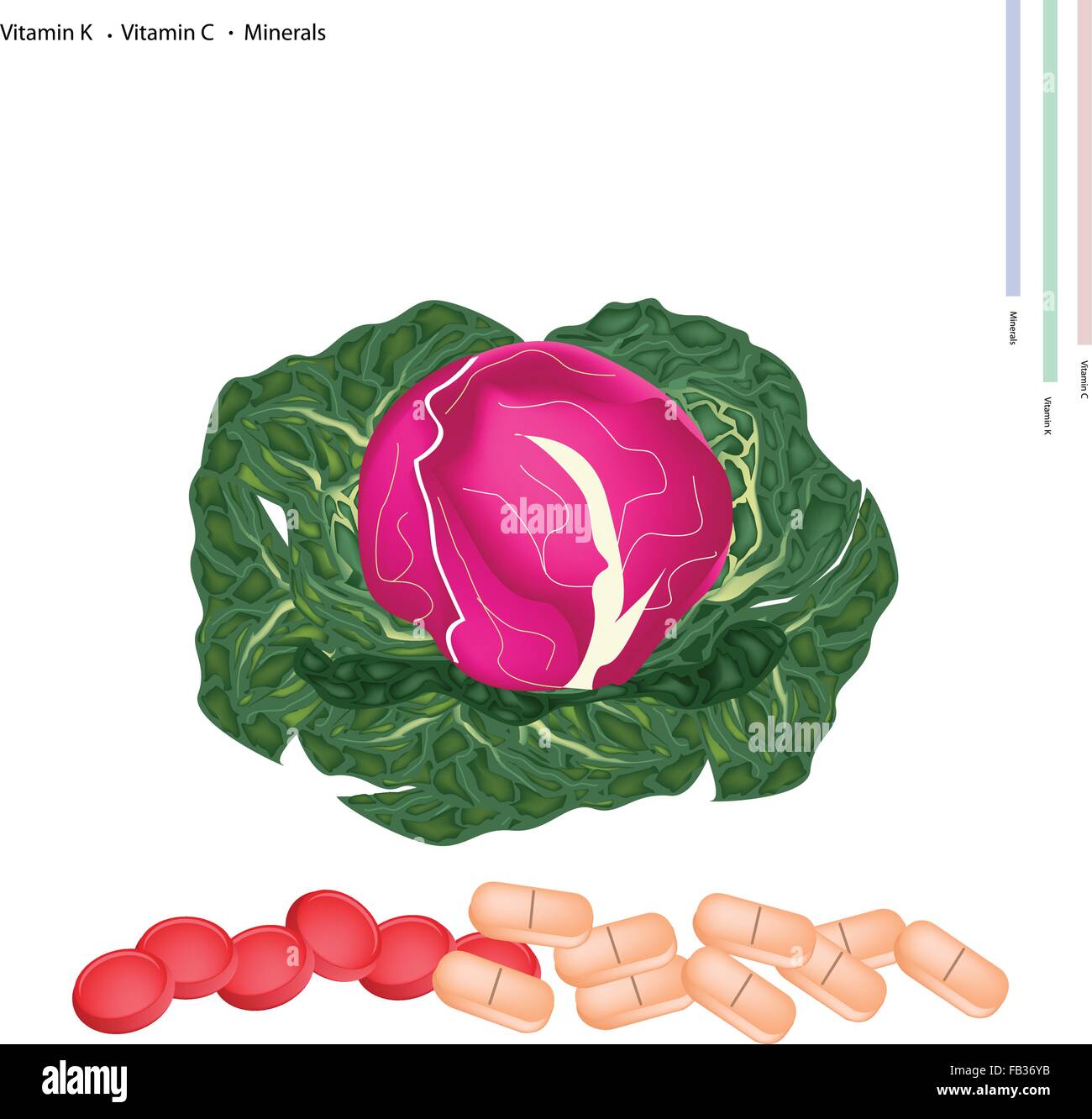 Healthcare Concept, Illustration of Fresh Red Cabbage with Vitamin K