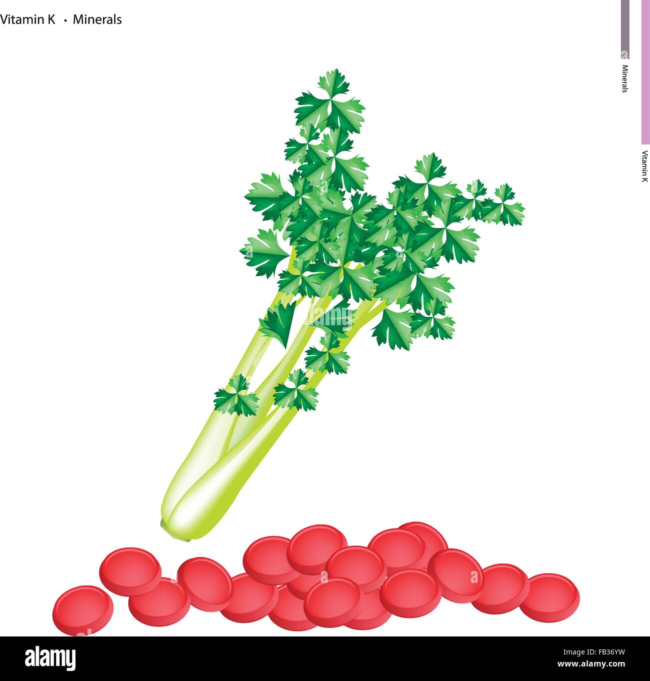 Healthcare Concept, Illustration of Fresh Celery with Vitamin K and