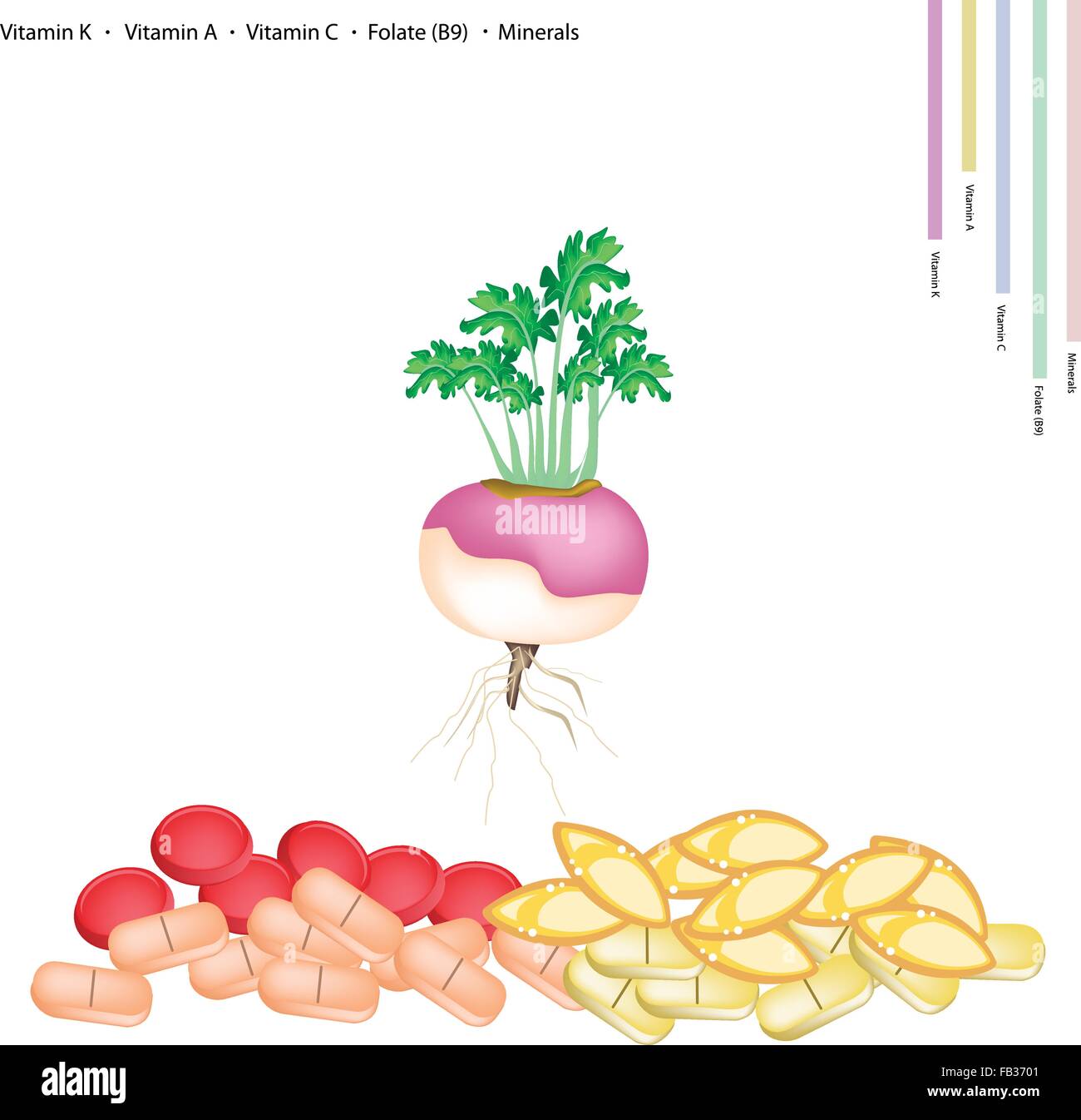 Healthcare Concept, Illustration of Fresh Turnips with Vitamin K