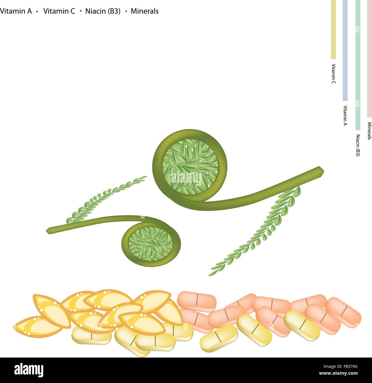 Healthcare Concept, Illustration of Fiddlehead Ferns with Vitamin A, Vitamin C, Niacin or B3 and