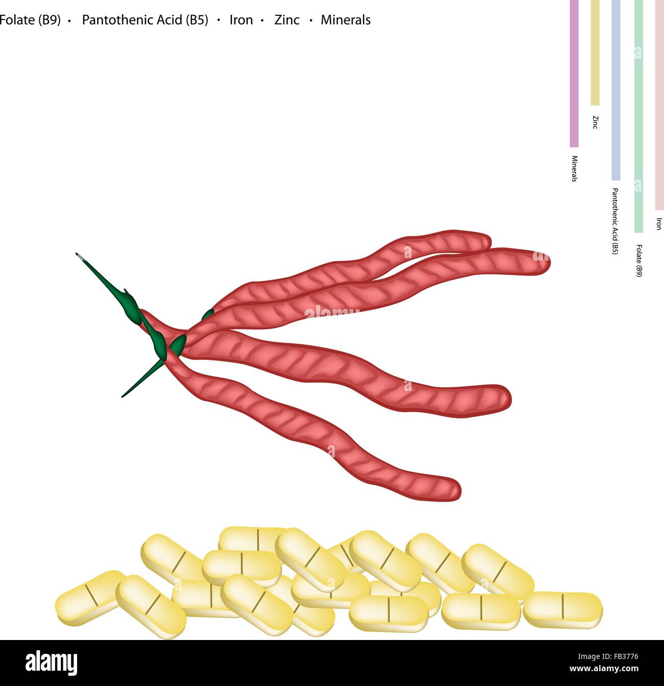 Healthcare Concept, Illustration of Kidney Bean with Folate B9, Pantothenic Acid B5, Iron