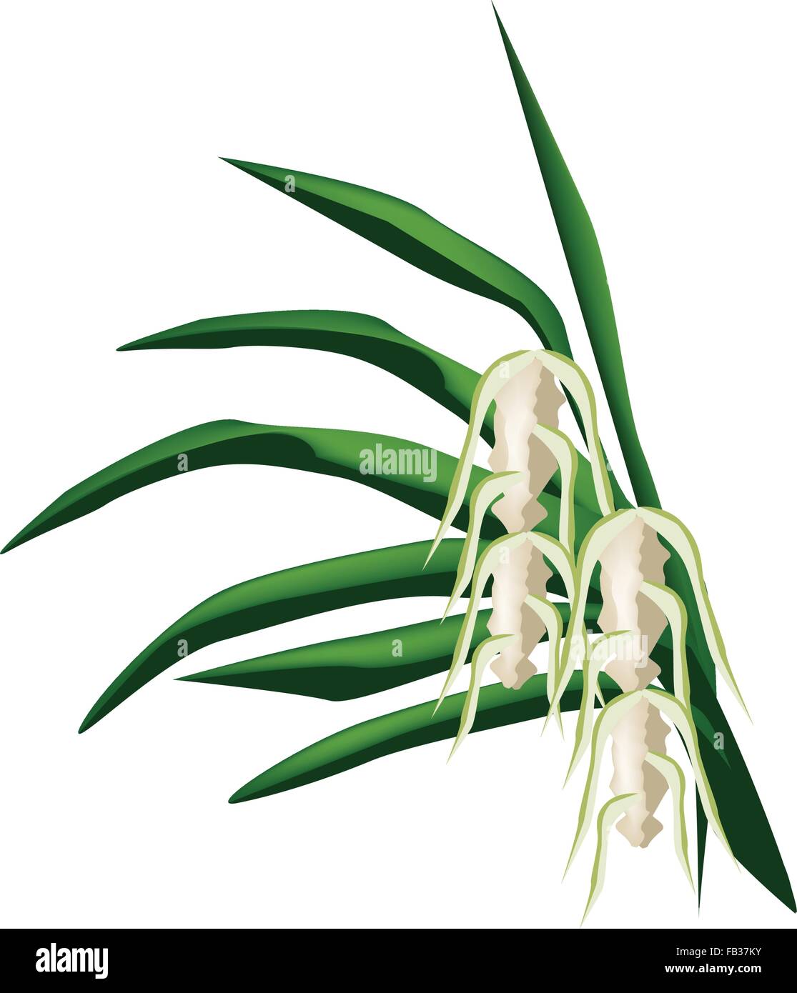 Beautiful Flower, Illustration of Screw Pine Flowers or Pandanus Flowers on Green Leaves Isolated on A White Background Stock Vector