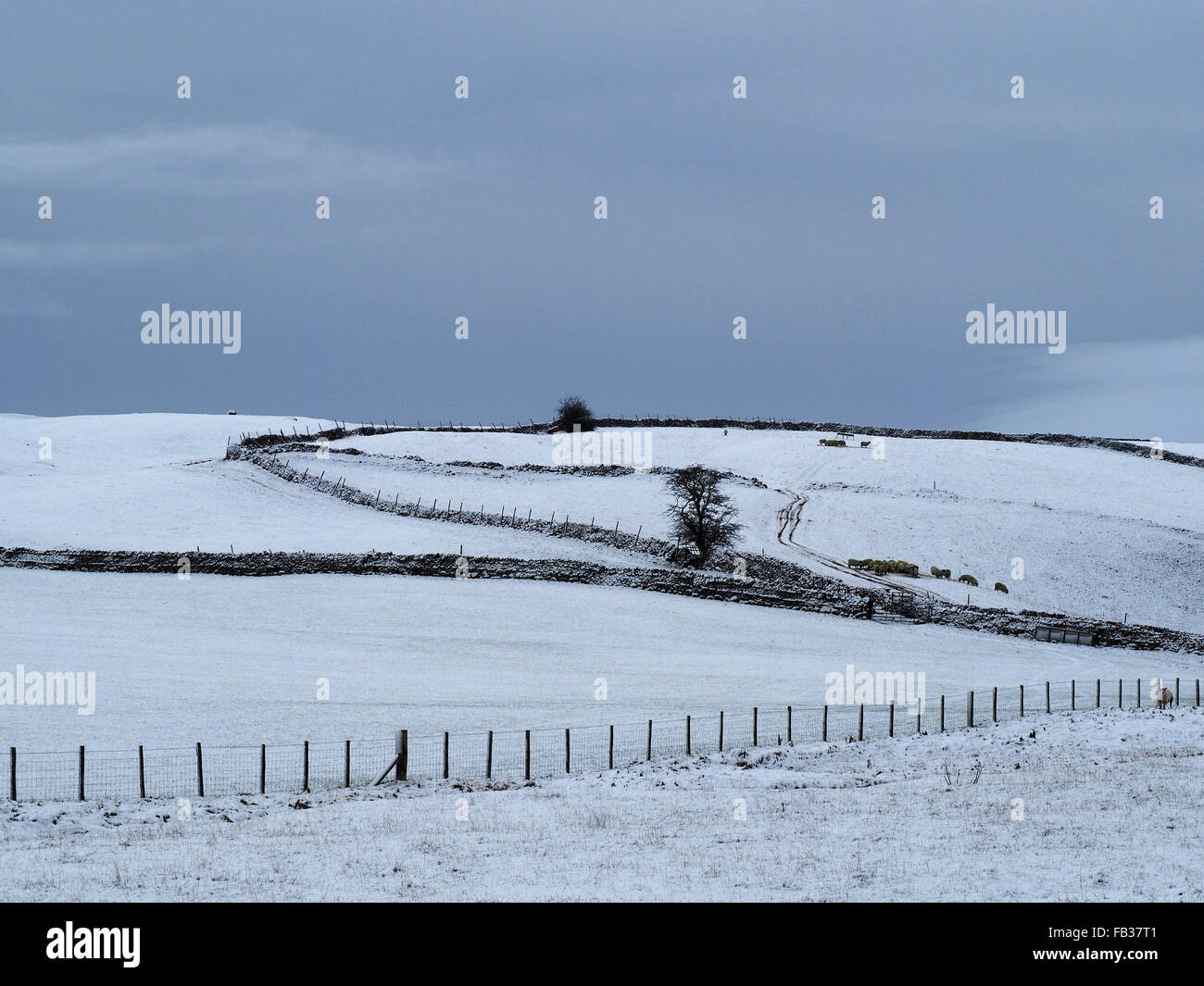 Snowy landscape in rural Cumbria with sheep at feeder fence and dry stone walls Stock Photo