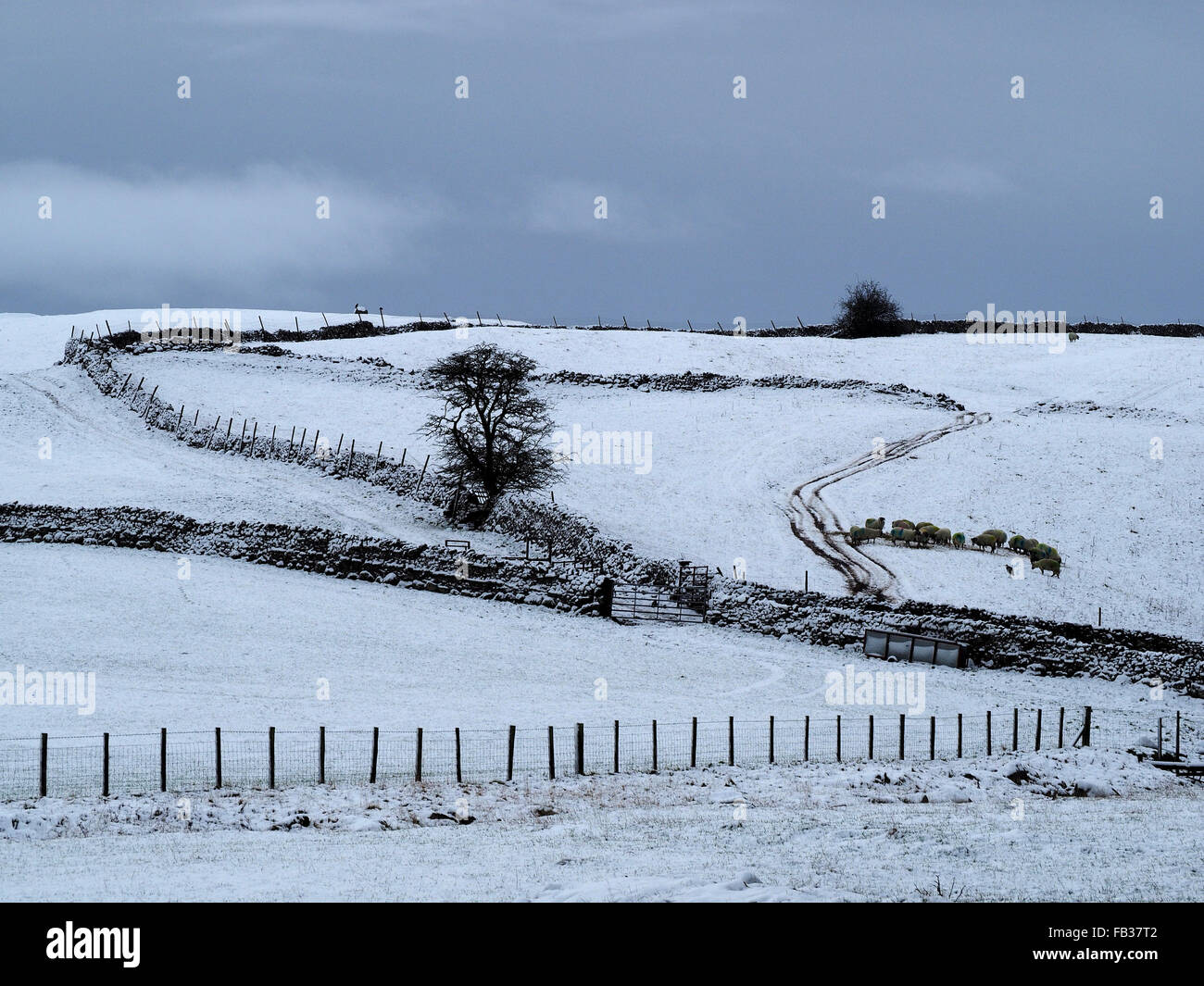 Snowy landscape in rural Cumbria with sheep at feeder and distant heron fence and dry stone walls Stock Photo