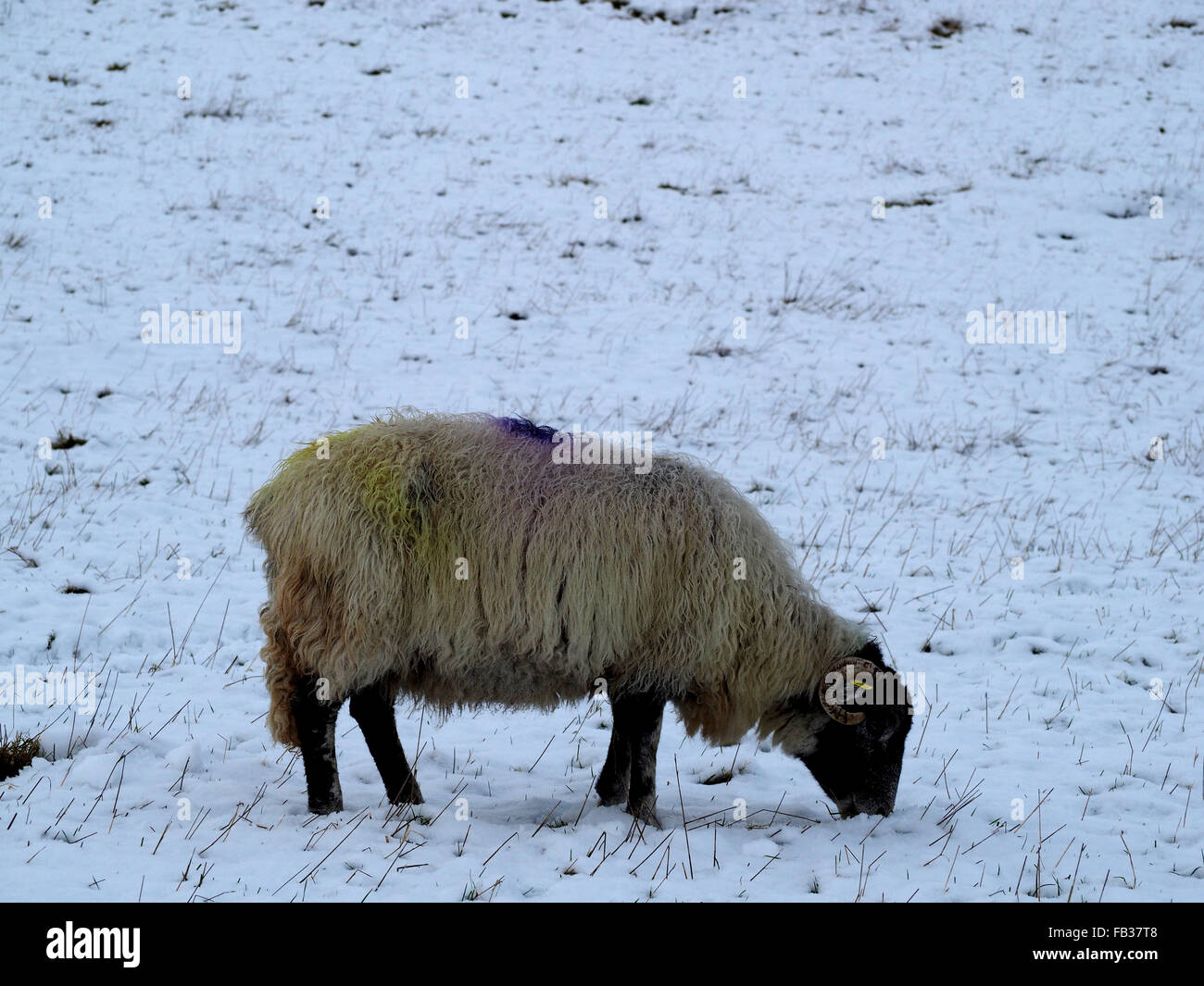 single sheep feeding in snowy field with yellow and purple dye after tupping Stock Photo