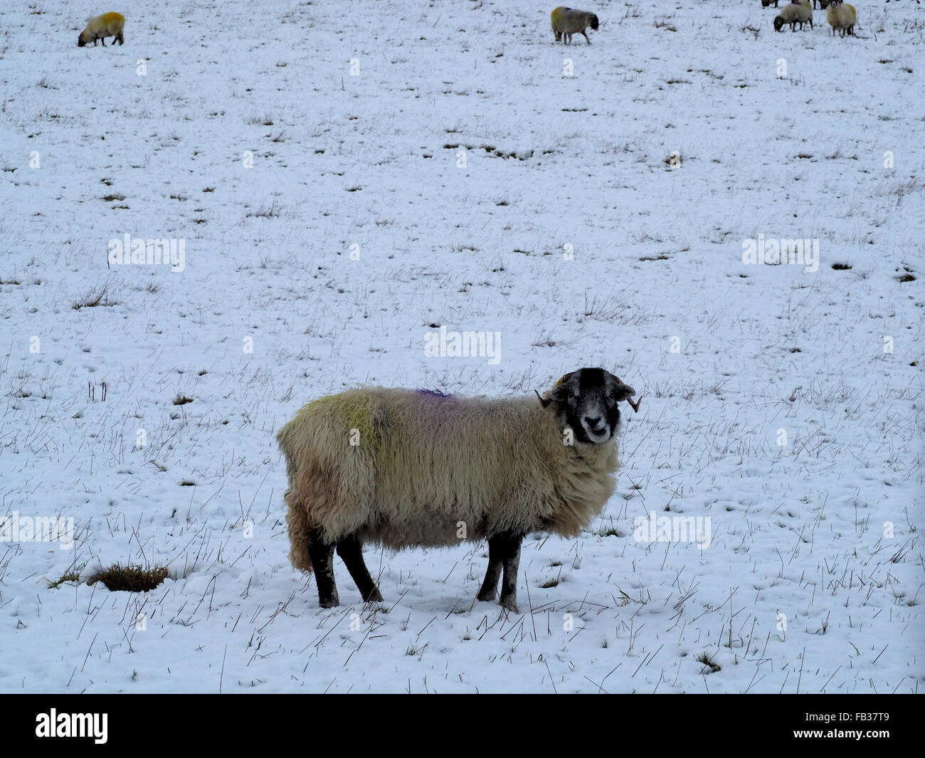 single sheep feeding in snowy field with distant companions in background Stock Photo