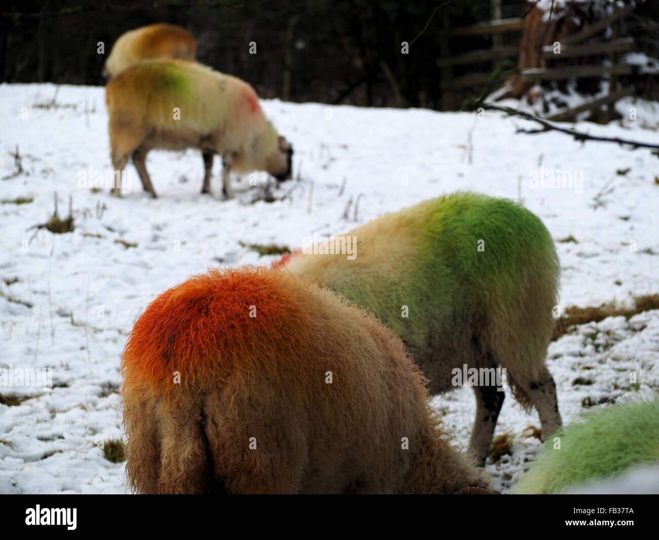sheep in snowy field with bright red and green dye on woollen coats after tupping Stock Photo