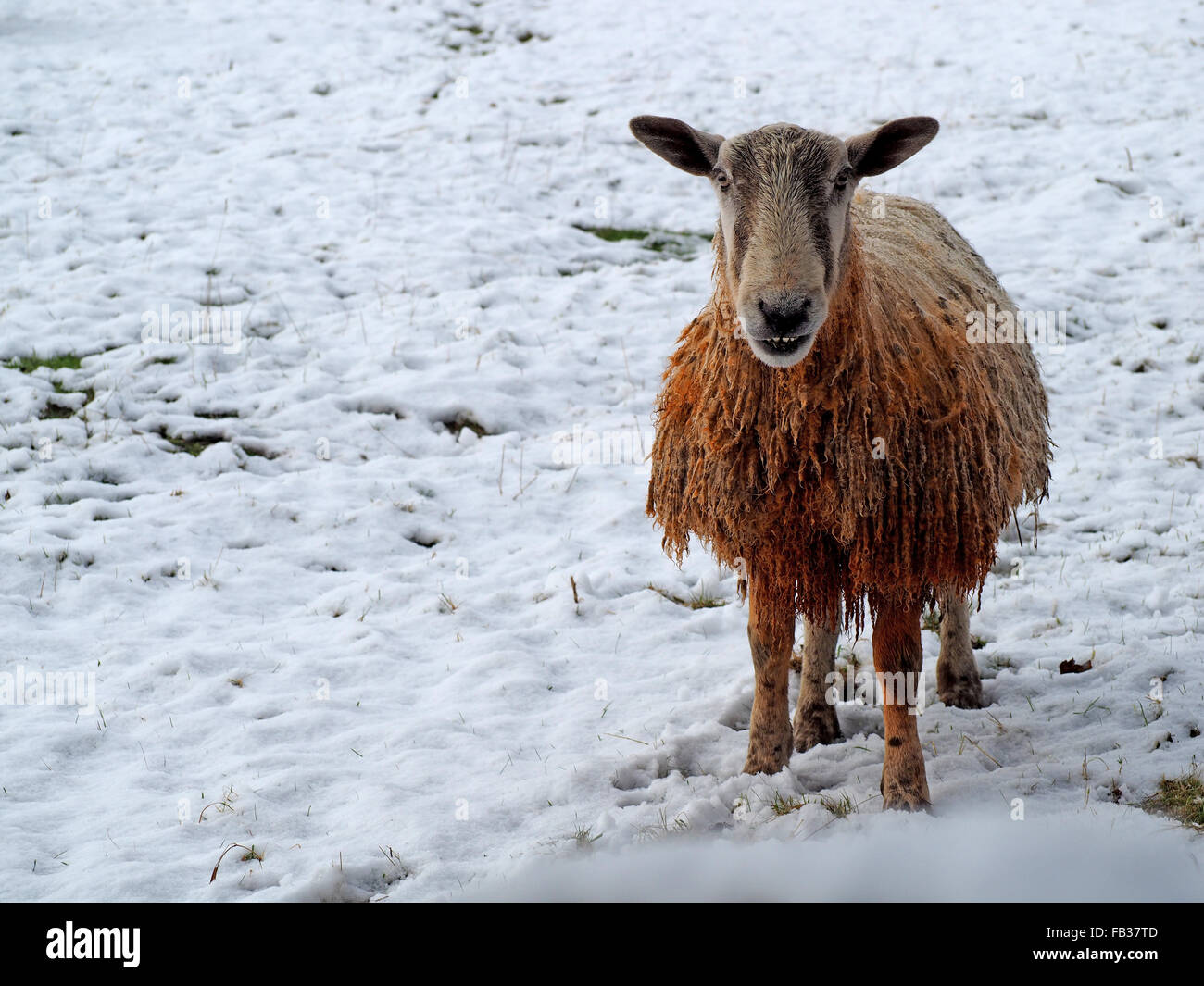 portrait of ram or tup with red dye on chest to mark tupped sheep showing red knees and curly fleece in snowy field Stock Photo