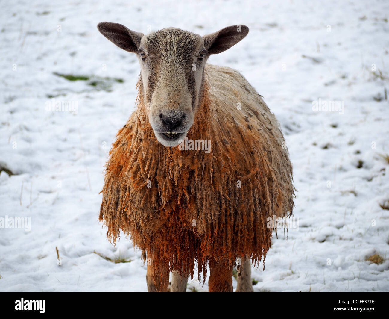 Close up of ram or tup with red dye on chest to mark tupped sheep showing red knees and curly fleece in snowy field Stock Photo