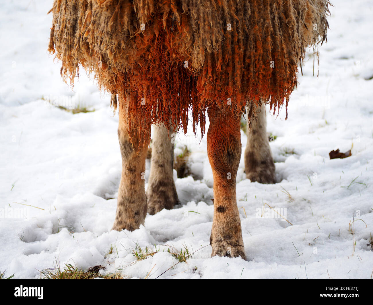 Detail of red dye on chest of ram to mark tupped sheep showing red knees and curly fleece in snowy field Stock Photo