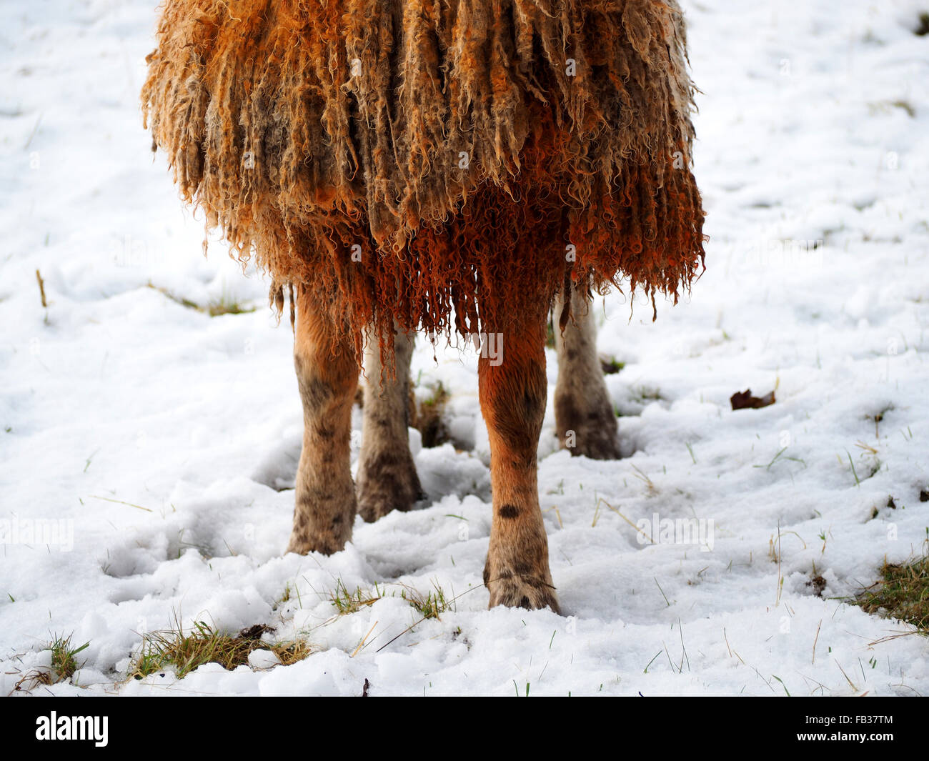 Detail of red dye on chest of ram to mark tupped sheep showing red knees and curly fleece in snowy field Stock Photo