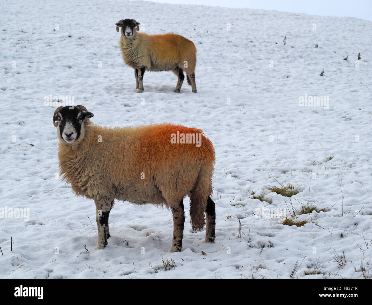 two sheep in snowy field with bright red dye on woollen coats after tupping Stock Photo