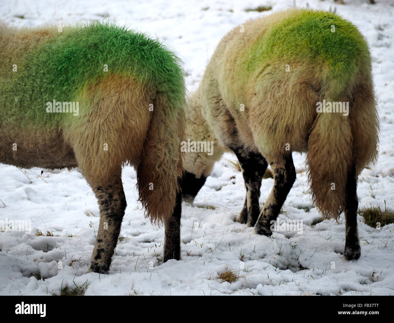 two sheep with bright green dye on woollen coats after tupping Stock Photo