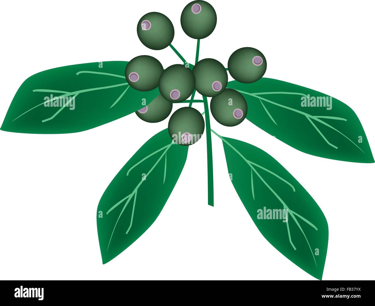 Beautiful Flower, Illustration of Rubiaceae Fruit or Ixora Fruit with Green Leaves Isolated on A White Background Stock Vector