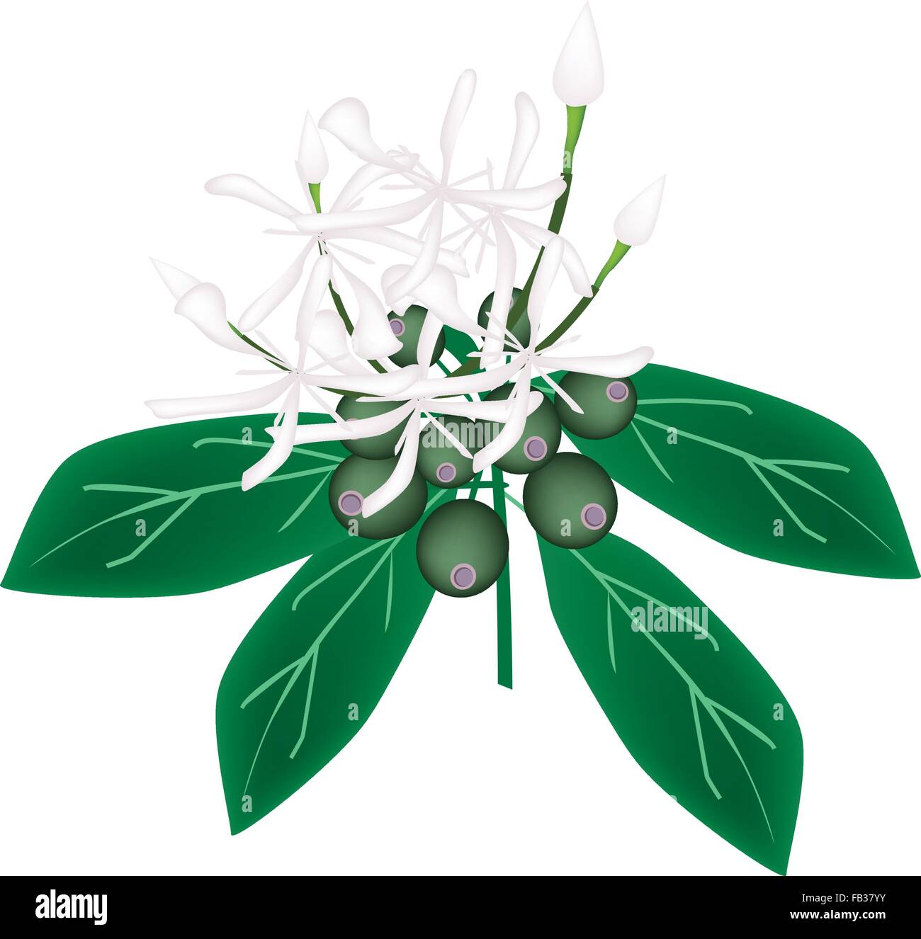 Beautiful Flower, Illustration of White Rubiaceae Flower or White Ixora Flower with Green Leaves Isolated on A White Background Stock Vector