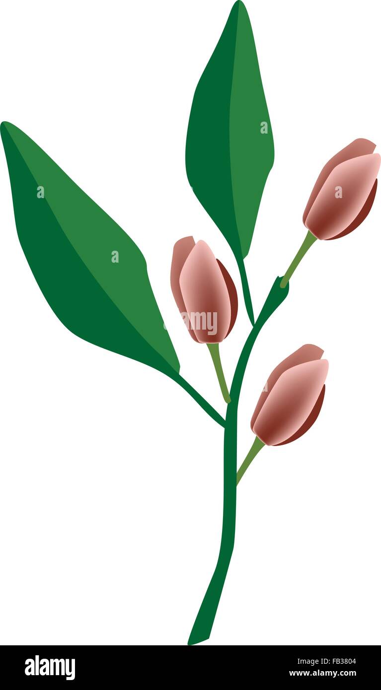 Beautiful Flower, Illustration of Port Wine Magnolia Flower or Magnolia Figo Flower with Green Leaves on A Branch. Stock Vector
