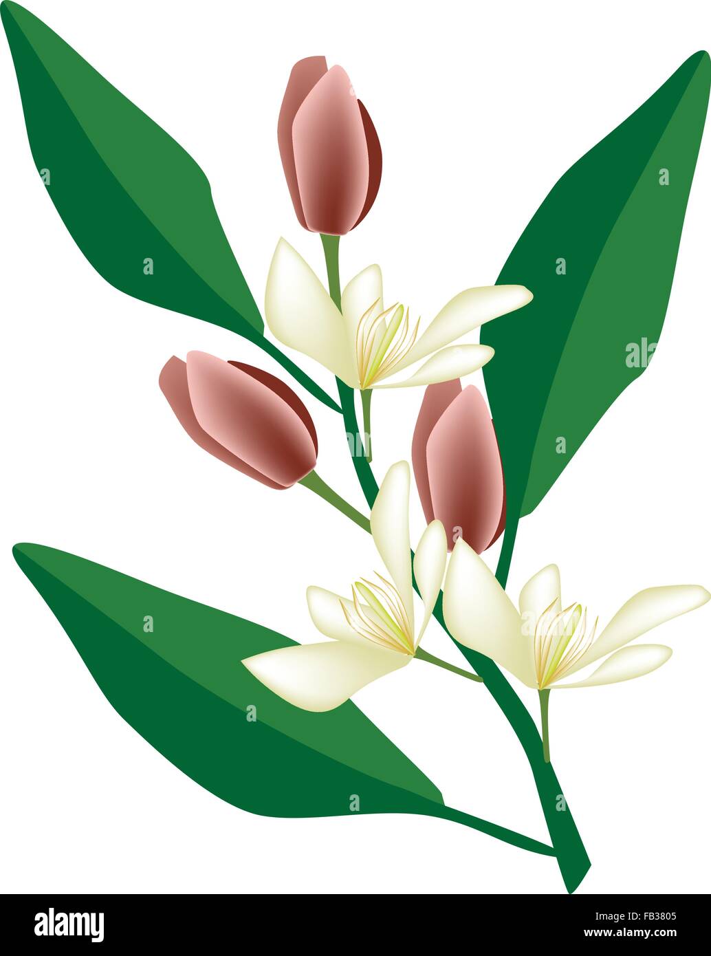 Beautiful Flower, Illustration of Wine Magnolia Flower or Magnolia Figo Flower with Green Leaves on A Branch. Stock Vector