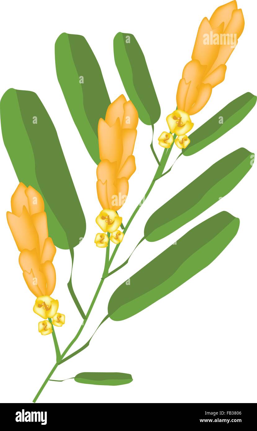 Beautiful Flower, Illustration Ringworm Bush Flower or Senna Alata Flower with Green Leaves Isolated on White Background Stock Vector