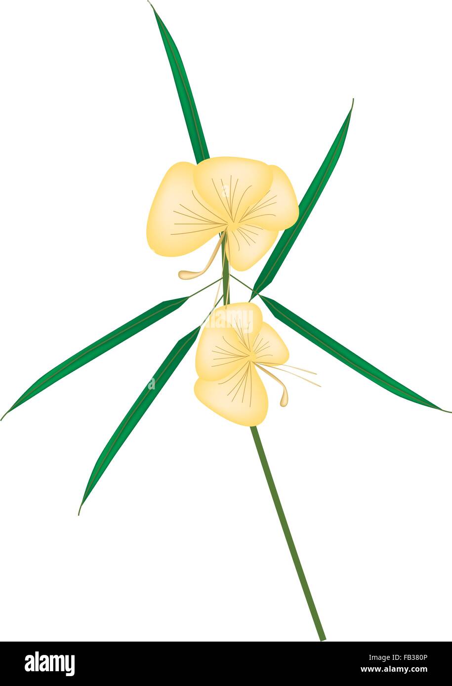 Beautiful Flower, Illustration of Yellow Barleria Lupulina Lindl Flower with Green Leaves Isolated on White Background. Stock Vector