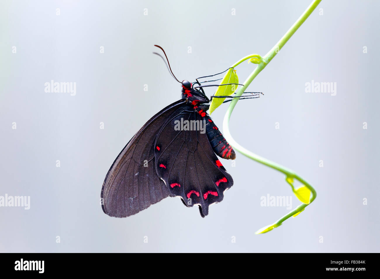 Black and red swallowtail butterfly Stock Photo