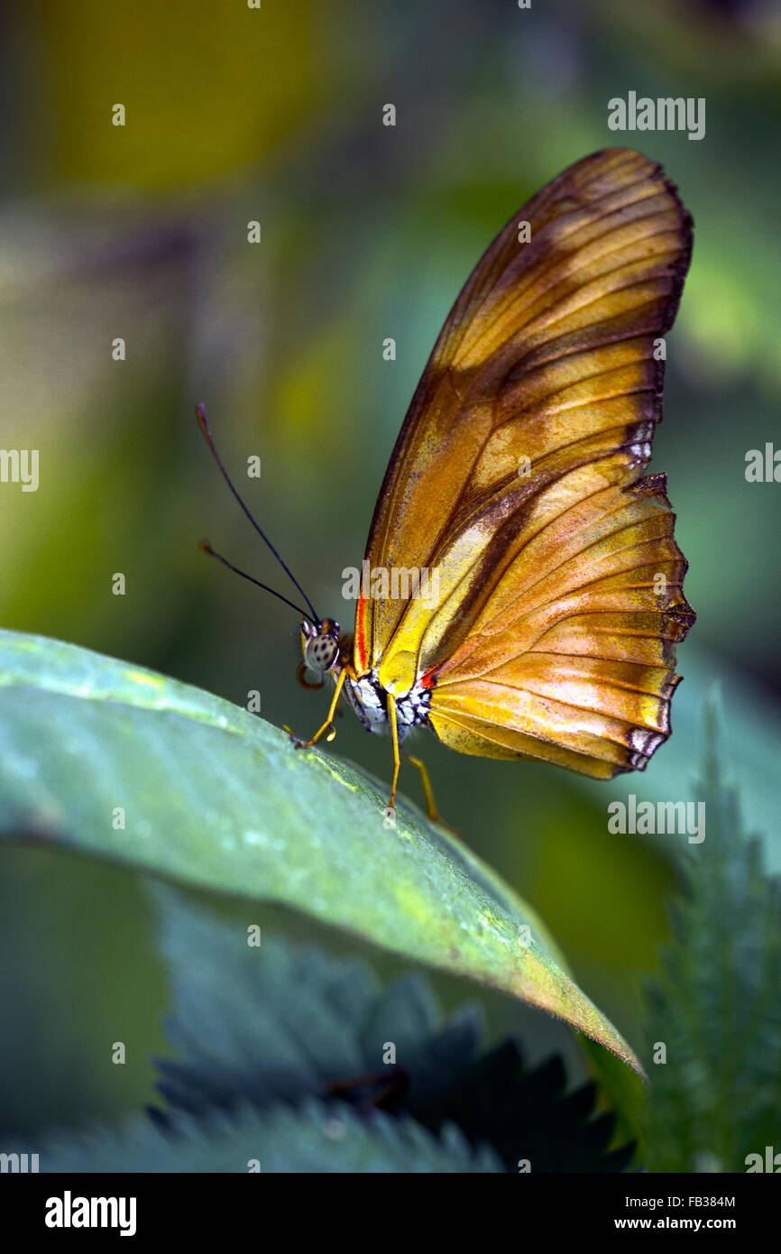 Julia heliconian (Dryas iulia, Dryas julia) butterfly Stock Photo