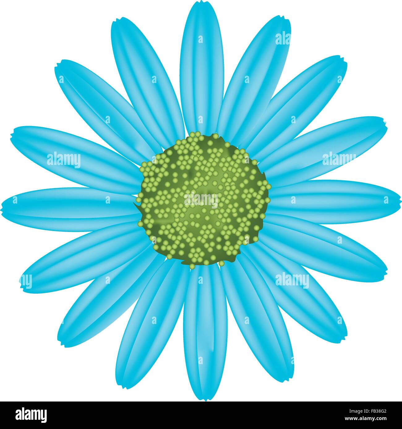 Symbol of Love, Bright and Beautiful Light Blue Osteospermum Daisy