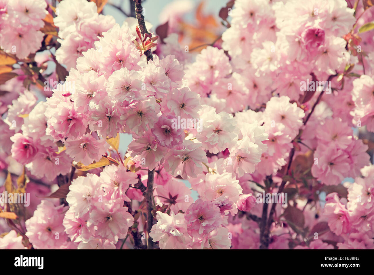 Beautiful pink Cherry flowers on blue sky background Stock Photo - Alamy