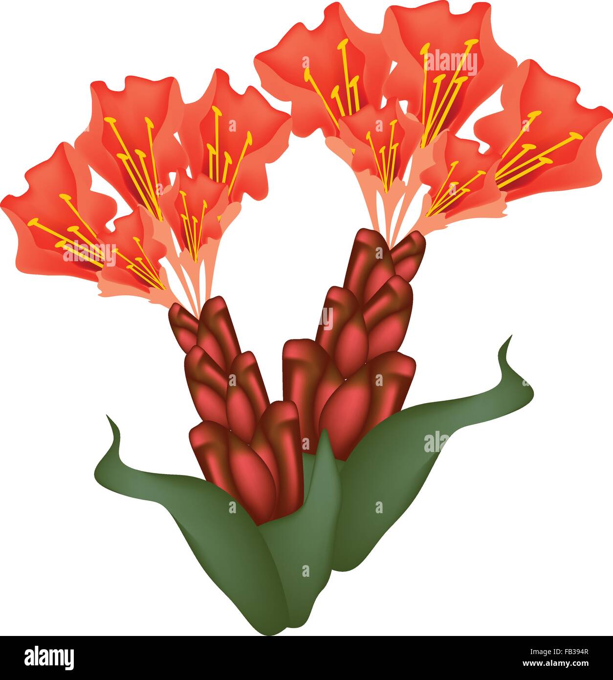 Beautiful Flower, Illustration of Rose of Venezuela, Scarlet Flame Bean or Brownea Ariza Flowers Isolated on Transparent Backgro Stock Vector
