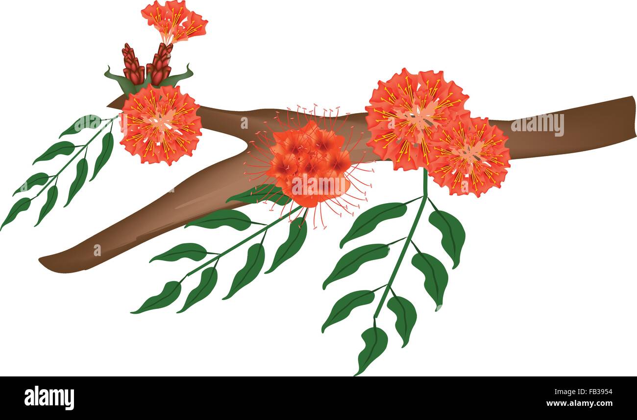 Beautiful Flower, Illustration of Rose of Venezuela, Scarlet Flame Bean or Brownea Ariza Flower on Tree Branch Isolated on Trans Stock Vector