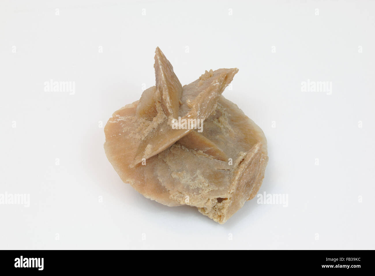 Desert rose on white background Stock Photo - Alamy