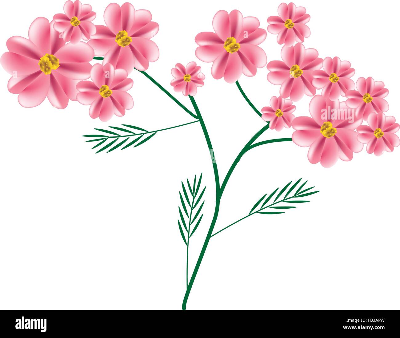 Beautiful Flower, Illustration of Old Rose Yarrow Flowers or Achillea Millefolium Flowers with Green Leaves Isolated on White Ba Stock Vector