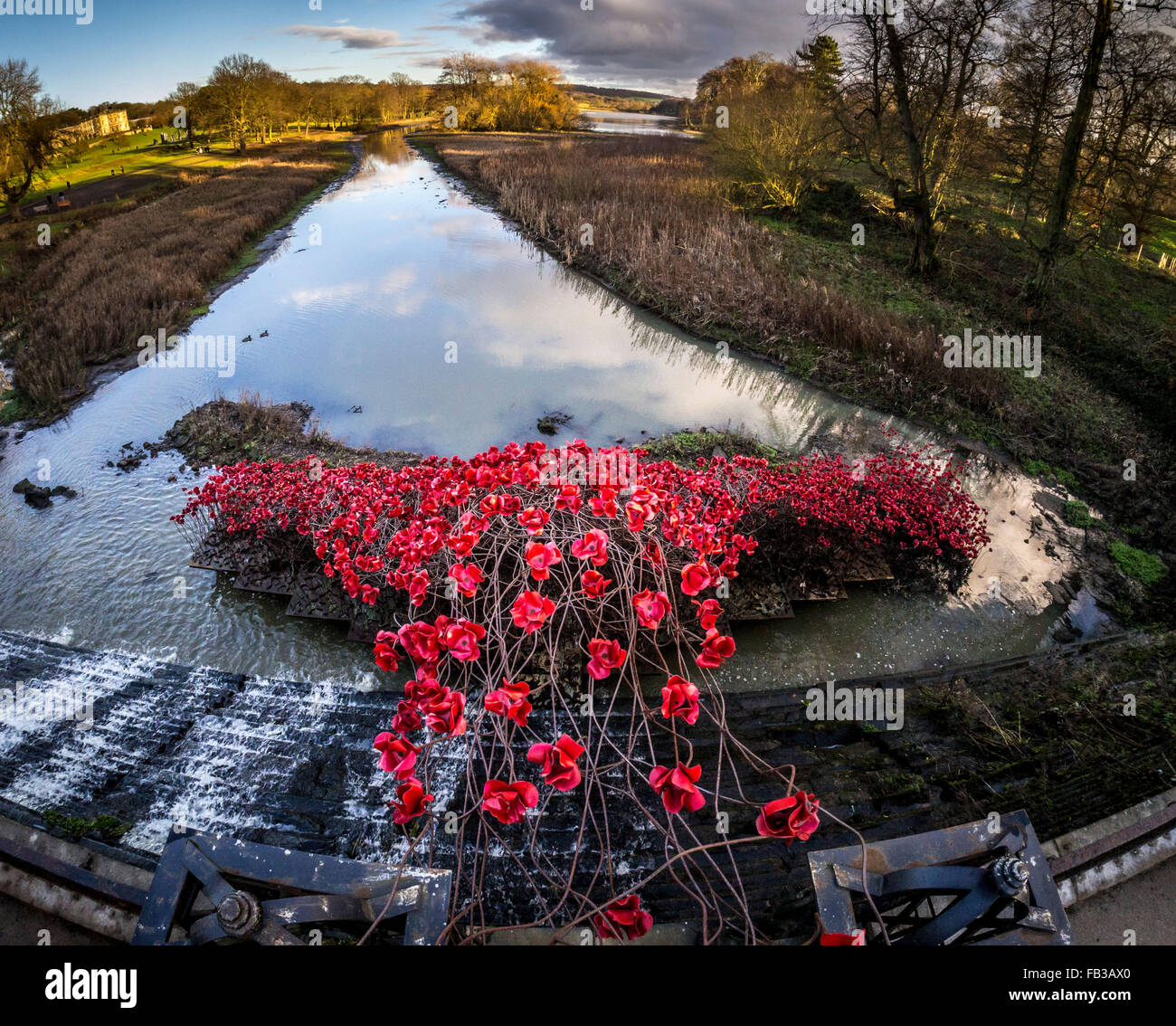 Yorkshire Sculpture Park, UK.  8th January, 2016. This is the last weekend when visitors to YSP can view Wave, by artist Paul Cummins, a sweeping arch of bright red poppy heads suspended on towering stalks. First displayed at the Tower of London in 2015. Exhibition ends on Sunday the 10th of January.  Photo Bailey-Cooper Photography/Alamy Live News Stock Photo